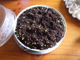 The seeds beginning to germinate The seeds beginning to germinate